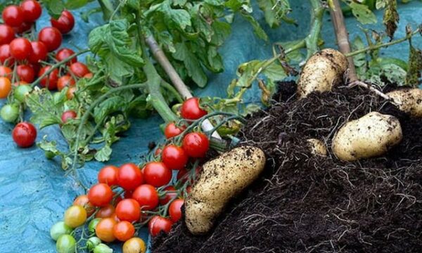 mbi-18-milione-euro-vlera-e-domateve-dhe-patateve-te-importuara-nga-kosova