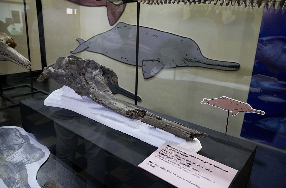 foto/-gjendet-ne-peru-fosili-i-nje-lloji-delfini-16-milione-vjecar