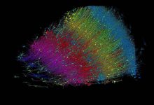 studiuesit-krijojne-rindertimin-me-te-madh-3d-te-nje-pjese-te-trurit