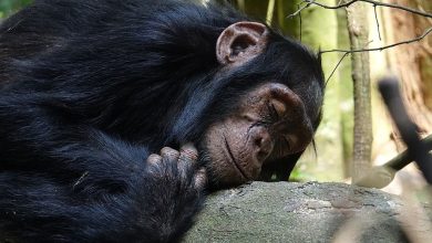 nje-shimpanze-ne-nje-kopsht-zoologjik-spanjoll-nuk-eshte-ndare-nga-kelyshi-i-saj-i-ngordhur-per-tre-muaj