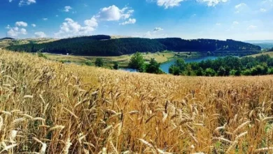 mbpzhr-ja-njofton-programin-e-pagesave-per-kultivuesit,-keto-prodhime-do-te-subvencionohen