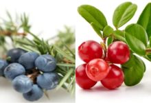 fitoterapia-ne-trajtimin-e-infeksioneve-te-rrugeve-urinare