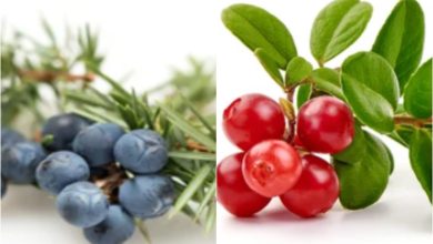 fitoterapia-ne-trajtimin-e-infeksioneve-te-rrugeve-urinare