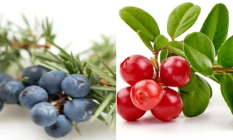 fitoterapia-ne-trajtimin-e-infeksioneve-te-rrugeve-urinare